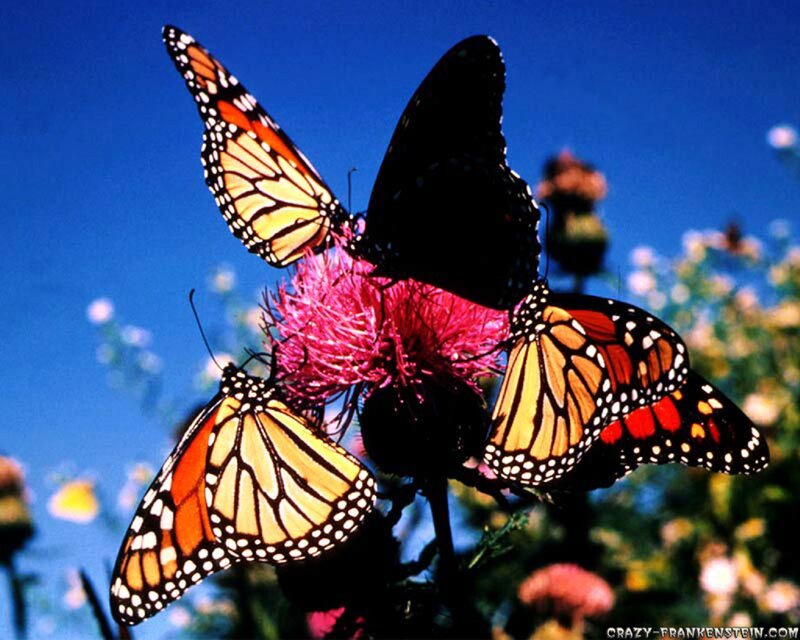 Monarch Butterflies on Flower — Blue, Serene, Afternoon