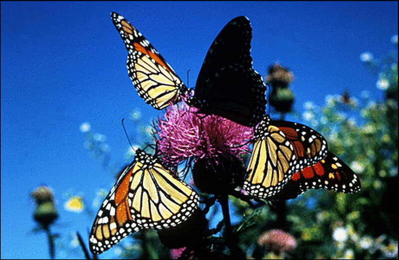 Monarch Butterflies on Flower — Blue, Serene