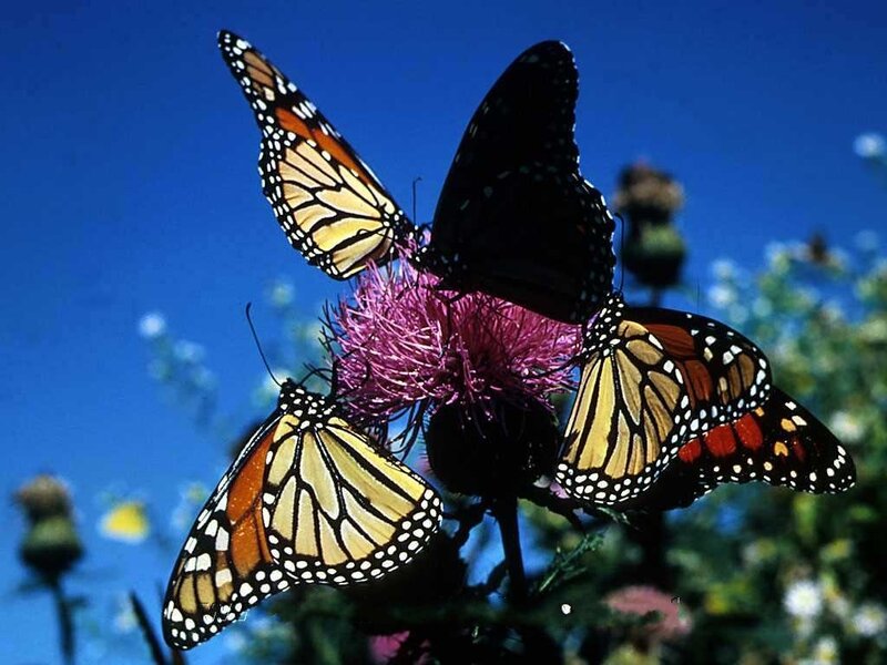 Monarch Butterflies on Flower — Blue