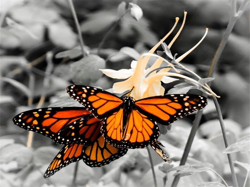 Monarch Butterflies on Flower — Orange