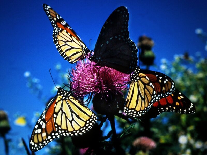 Monarch Butterflies on Flower