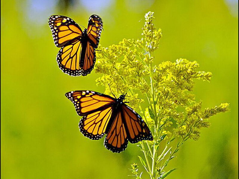 Monarch Butterflies on Flower — Yellow, Serene