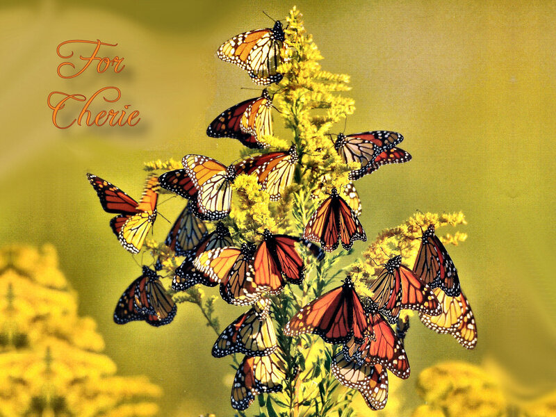 Monarch Butterflies on Flower — Yellow
