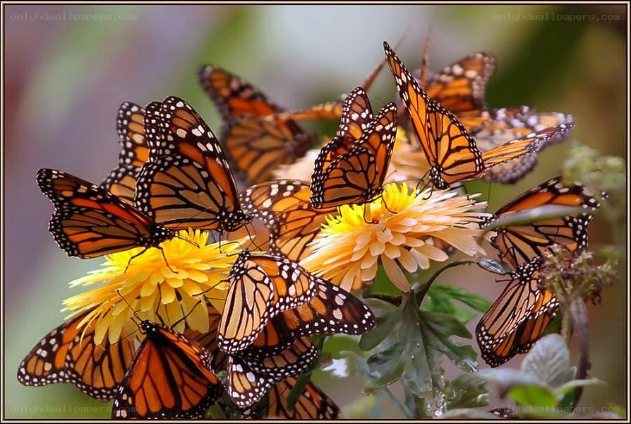 Monarch butterflies on flowers