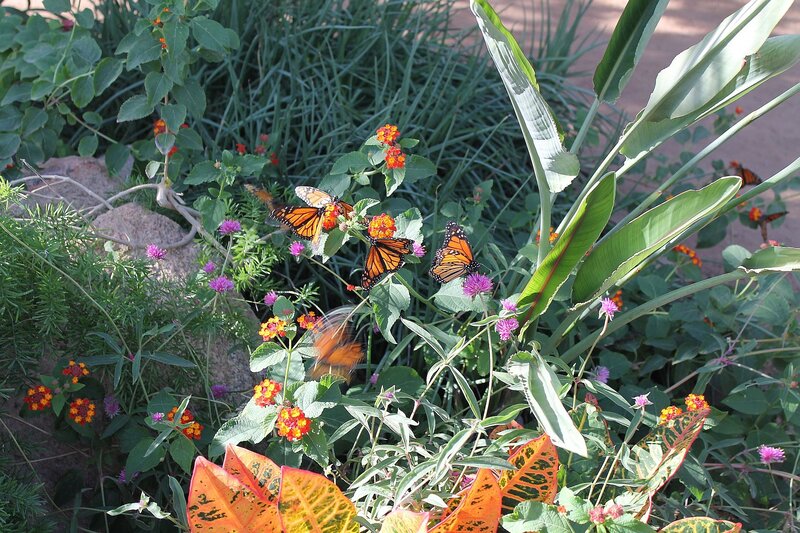 Monarch Butterflies on Flowers — Green, Serene