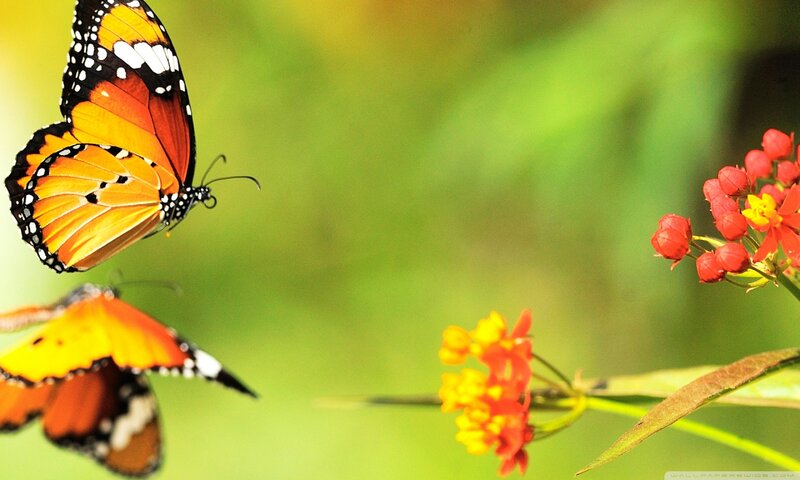 Monarch Butterflies on Flowers — Green