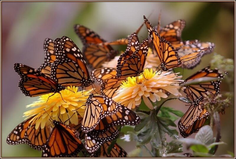 Monarch Butterflies on Flowers — Orange, Calm, Afternoon, Photograph, Leaves