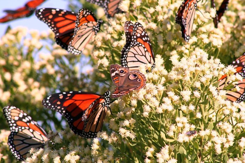 Monarch Butterflies on Flowers — Orange, Calm