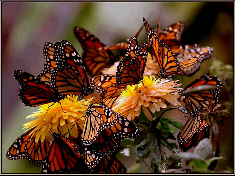 Monarch Butterflies on Flowers — Orange, Natural