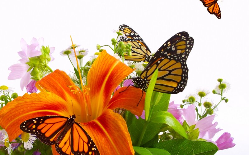 Monarch Butterflies on Flowers — Orange, Serene, Spring