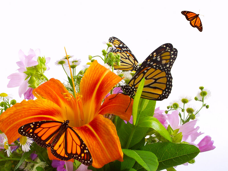 Monarch Butterflies on Flowers — Orange, Serene, Summer, Photograph