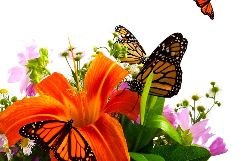 Monarch Butterflies on Flowers — Orange, Serene, Summer