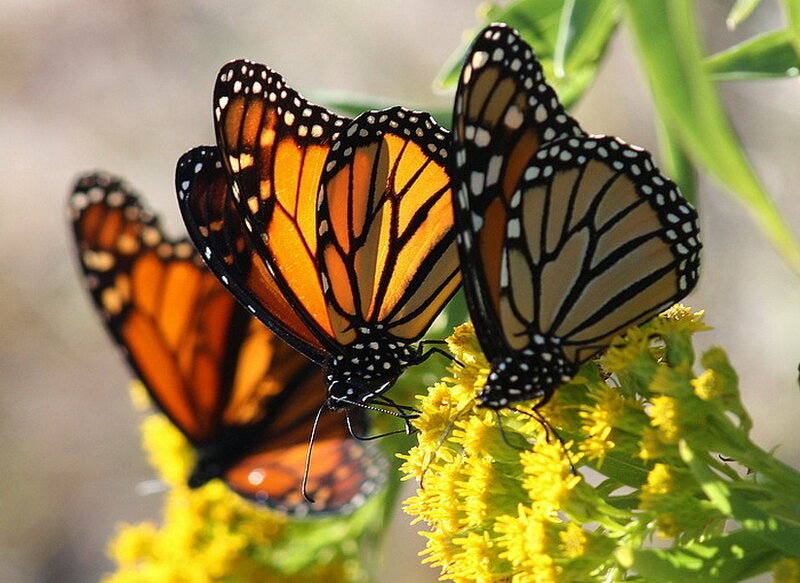 Monarch Butterflies on Flowers — Orange
