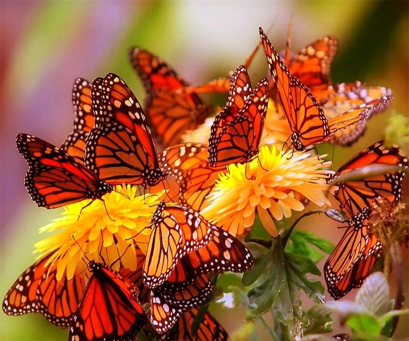 Monarch Butterflies on Flowers — Orange, Vibrant, Summer