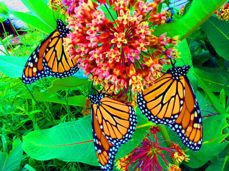 Monarch Butterflies on Flowers — Orange, Vibrant