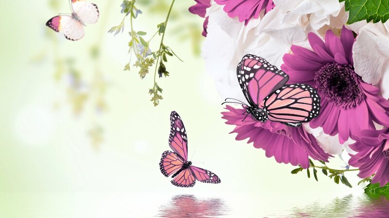 Monarch Butterflies on Flowers — Pink, Serene