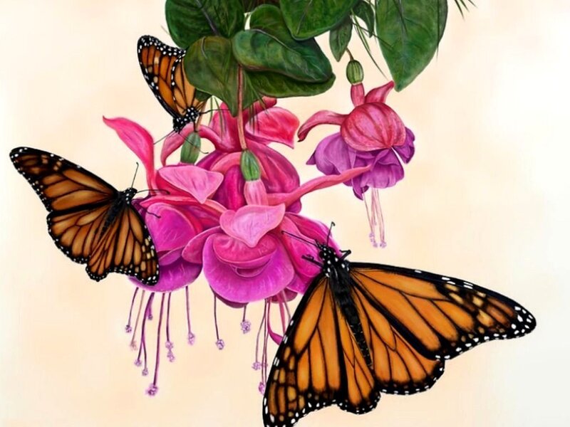 Monarch Butterflies on Flowers — Pink