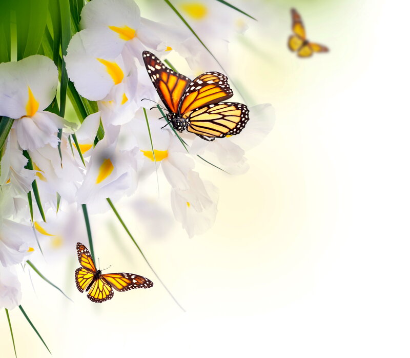 Monarch Butterflies on Flowers — White