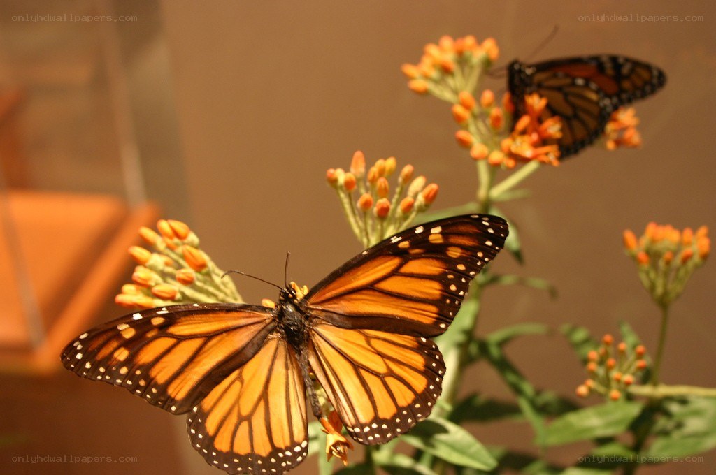 Monarch butterflies on flowers