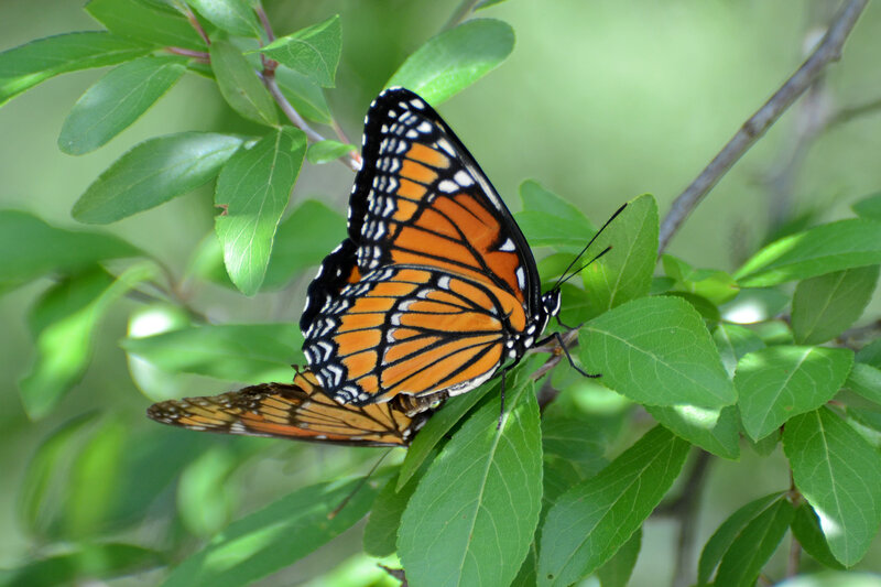 Monarch butterflies on green leaves