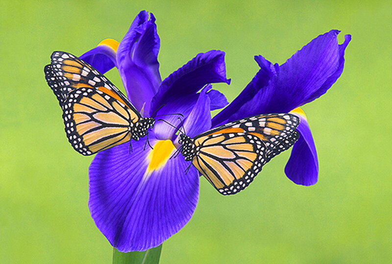 Monarch Butterflies on Iris