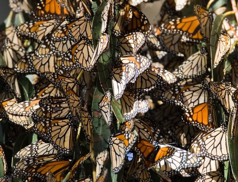 Monarch Butterflies on Leaves — Orange, Calm
