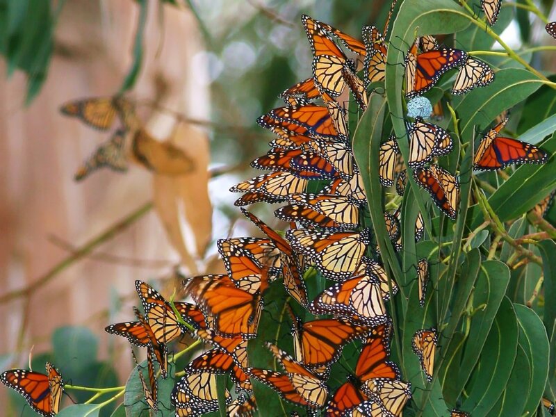 Monarch Butterflies on Leaves — Orange, Natural, Photograph