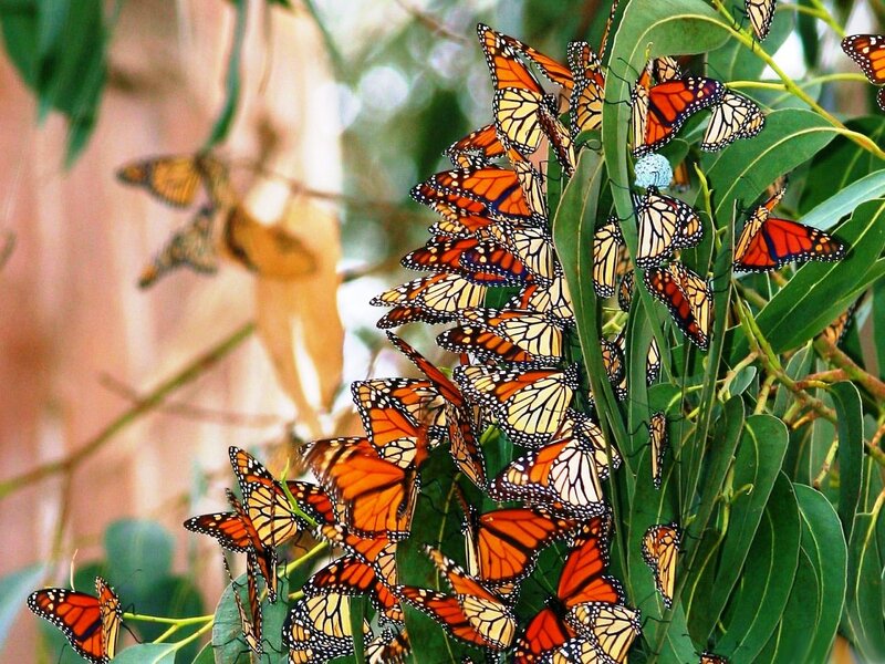 Monarch Butterflies on Leaves — Orange, Natural
