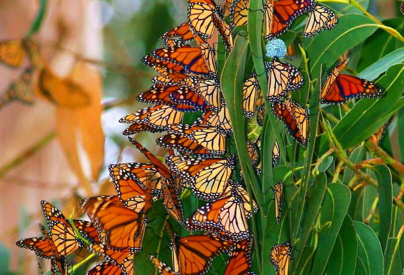 Monarch Butterflies on Leaves — Orange