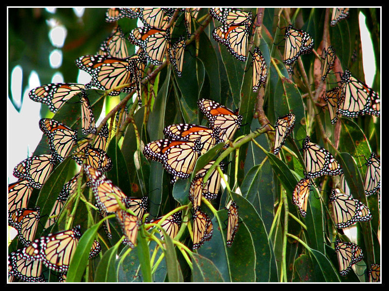 Monarch Butterflies on Leaves