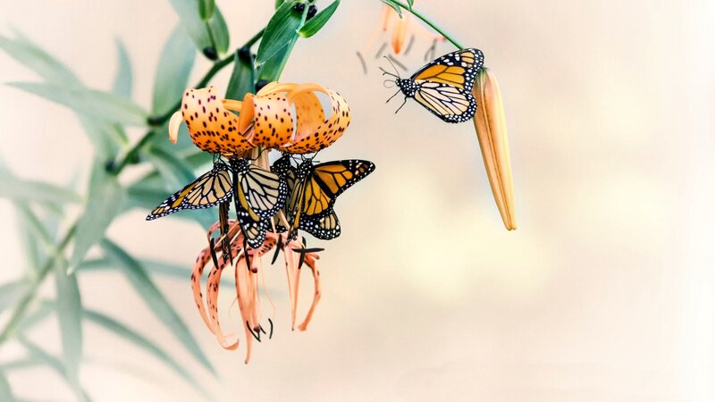 Monarch Butterflies on Lilies
