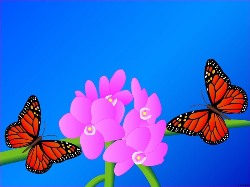 Monarch Butterflies on Orchid