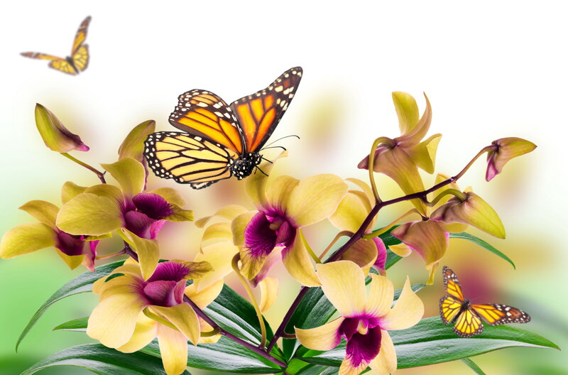 Monarch Butterflies on Orchids