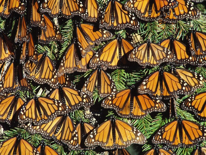 Monarch butterflies on pine branches