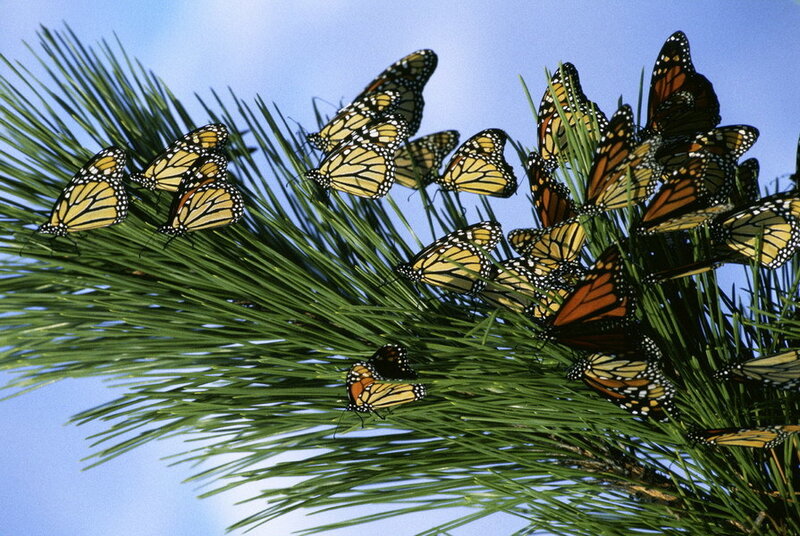 Monarch Butterflies on Pine — Green
