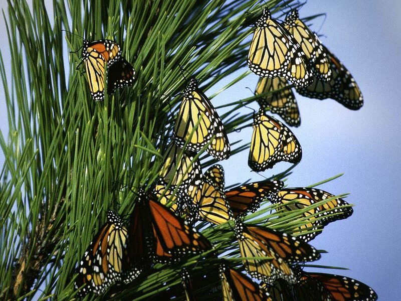 Monarch Butterflies on Pine