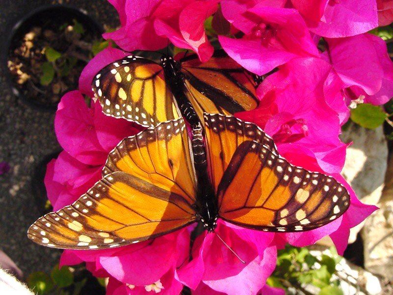 Monarch butterflies on pink flowers