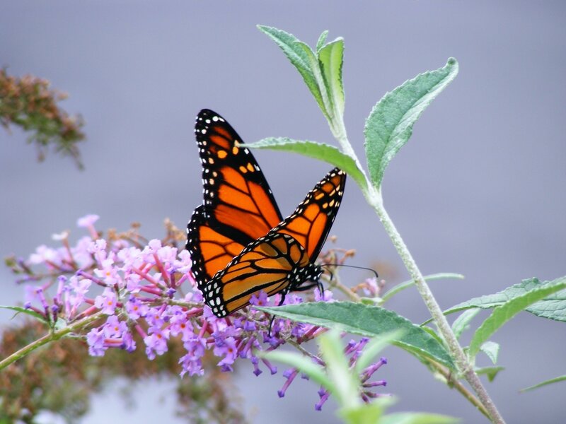Monarch butterflies on purple flowers