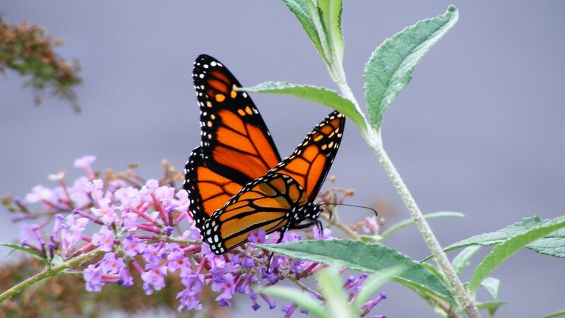 Monarch butterflies on purple flowers