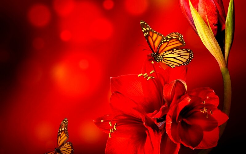 Monarch Butterflies on Red Flowers