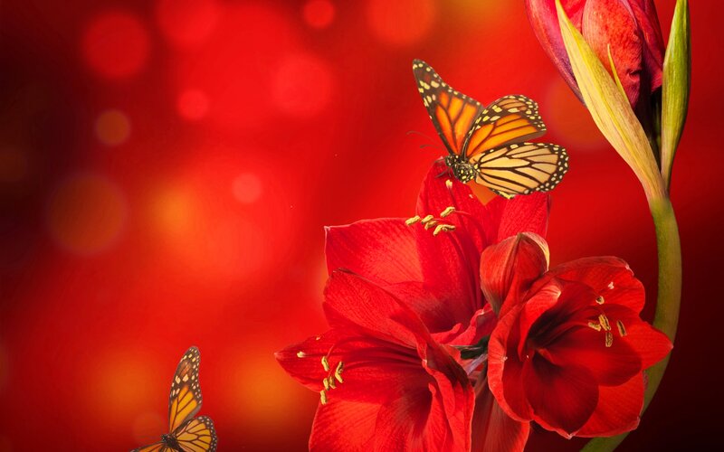 Monarch Butterflies on Red Flowers — Vibrant, Photograph, Bud