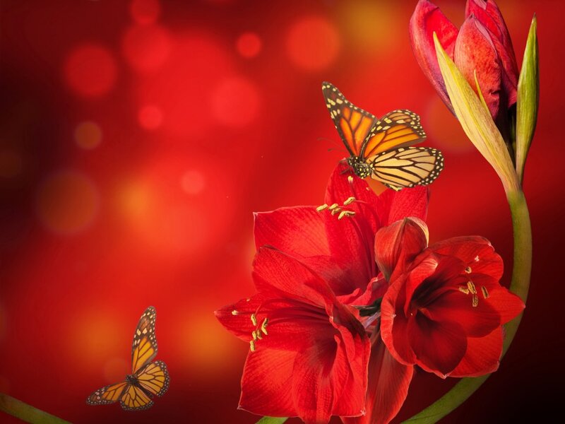 Monarch Butterflies on Red Flowers — Vibrant