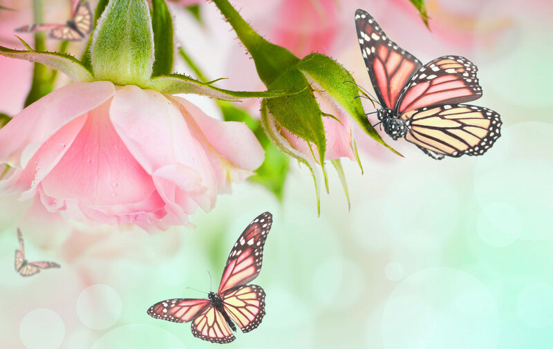 Monarch Butterflies on Roses