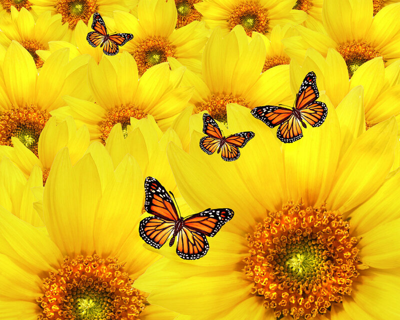 Monarch Butterflies on Sunflowers