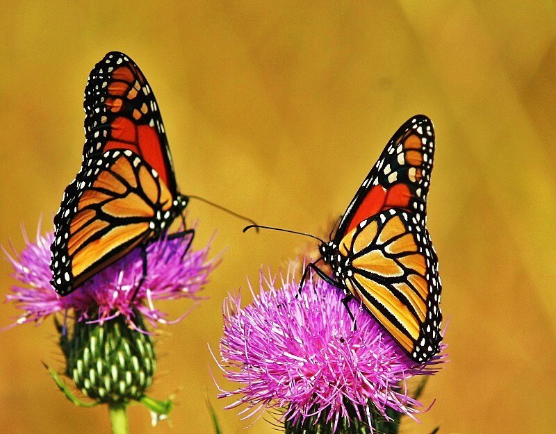 Monarch butterflies on thistle flowers