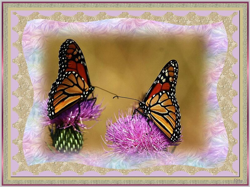 Monarch Butterflies on Thistles — Purple