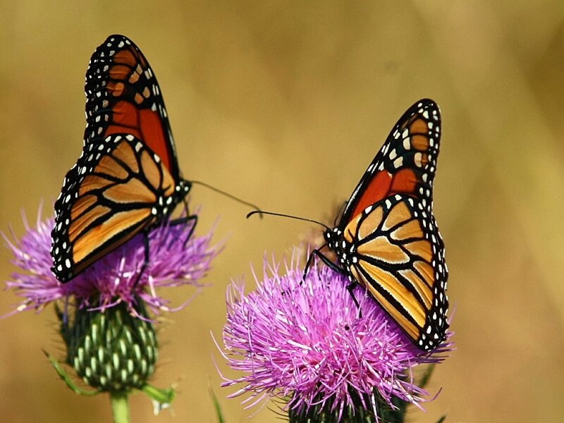 Monarch Butterflies on Thistles