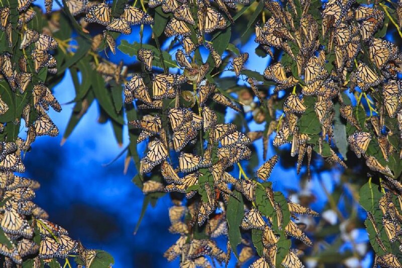Monarch Butterflies on Tree — Blue