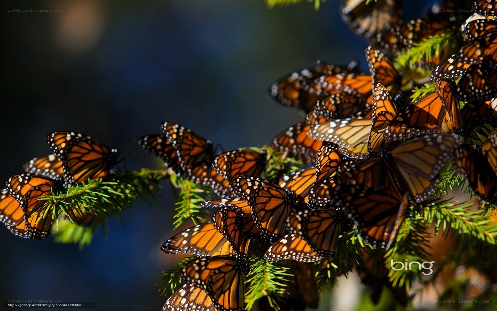 Monarch butterflies on tree branches