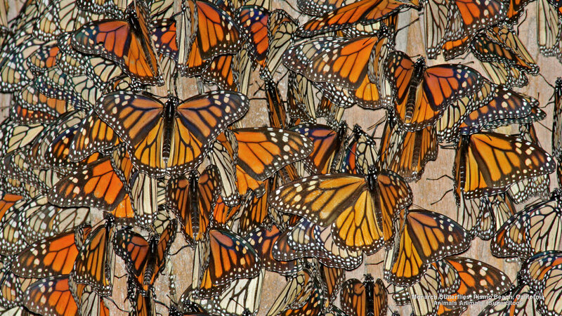 Monarch Butterflies on Tree — Orange, Natural, Photograph